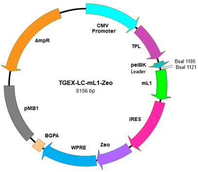 TGEX-LC-mL1-Zeo map